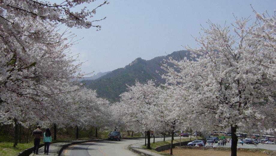 계룡산 최고 황금코스와 함께하는 백제 웅진 여행 : 동학사에서 갑사까지