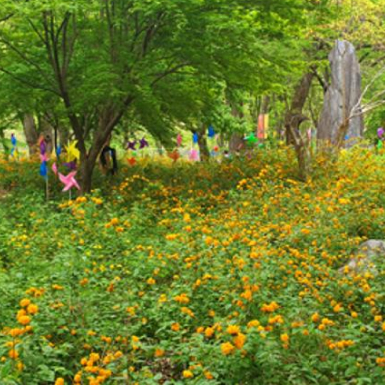 갑사 황매화 축제